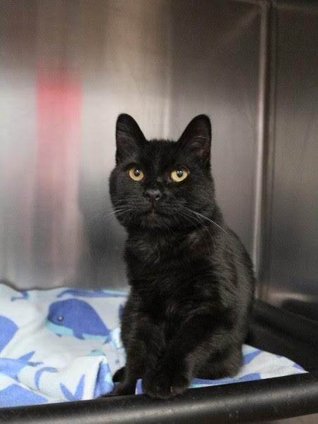 Picture of the Animal Listed