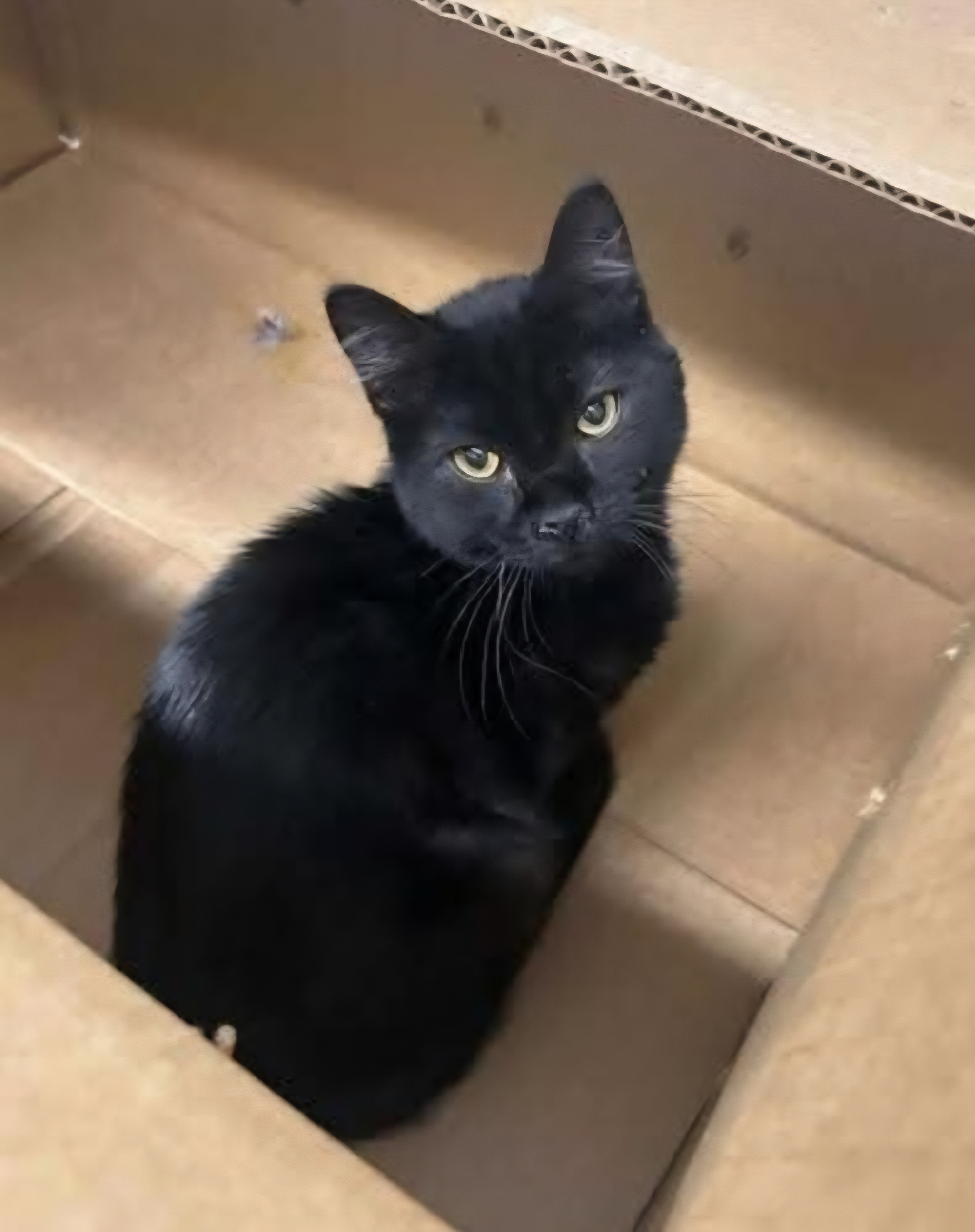 Picture of the Animal Listed