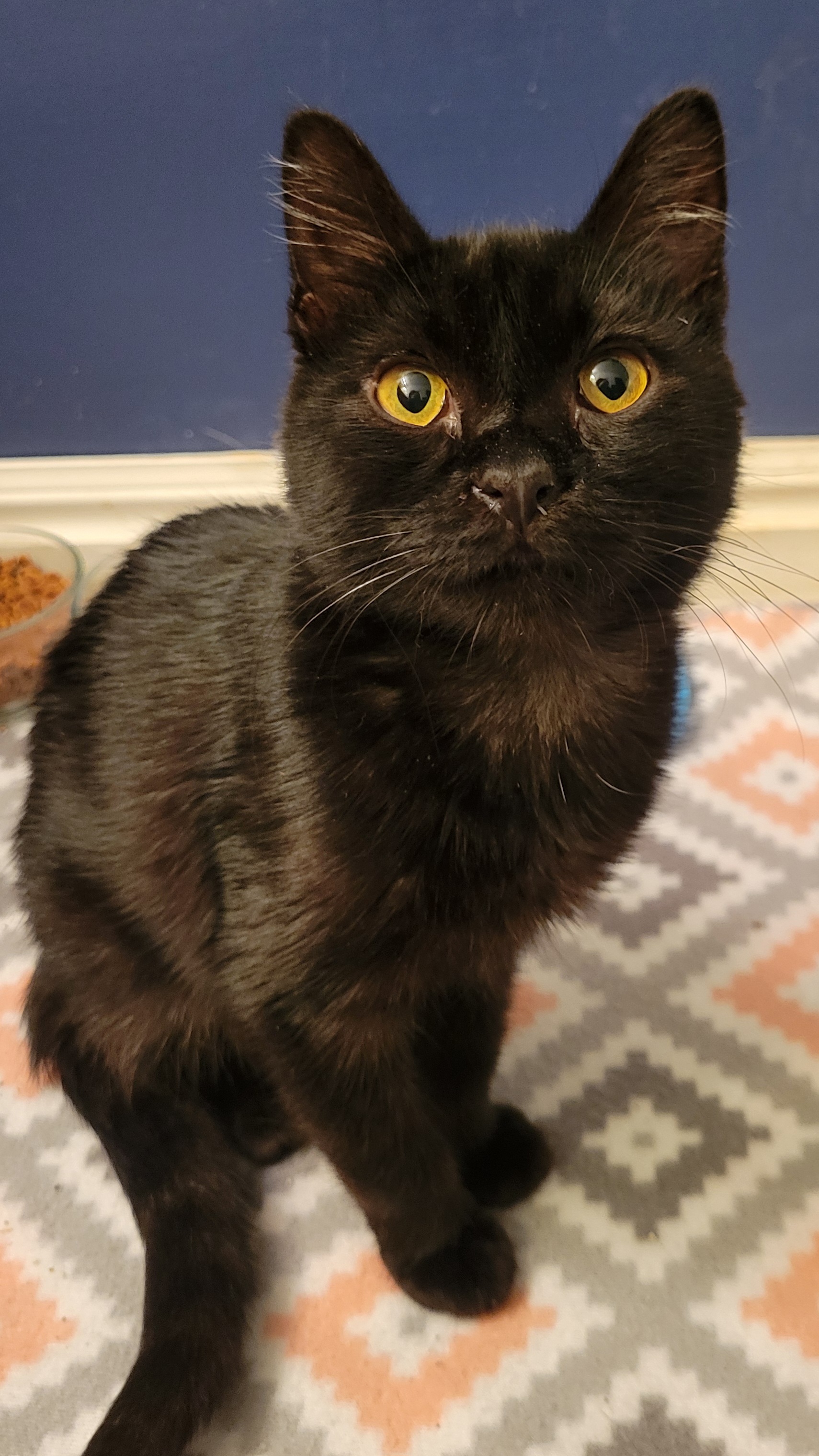 Picture of the Animal Listed