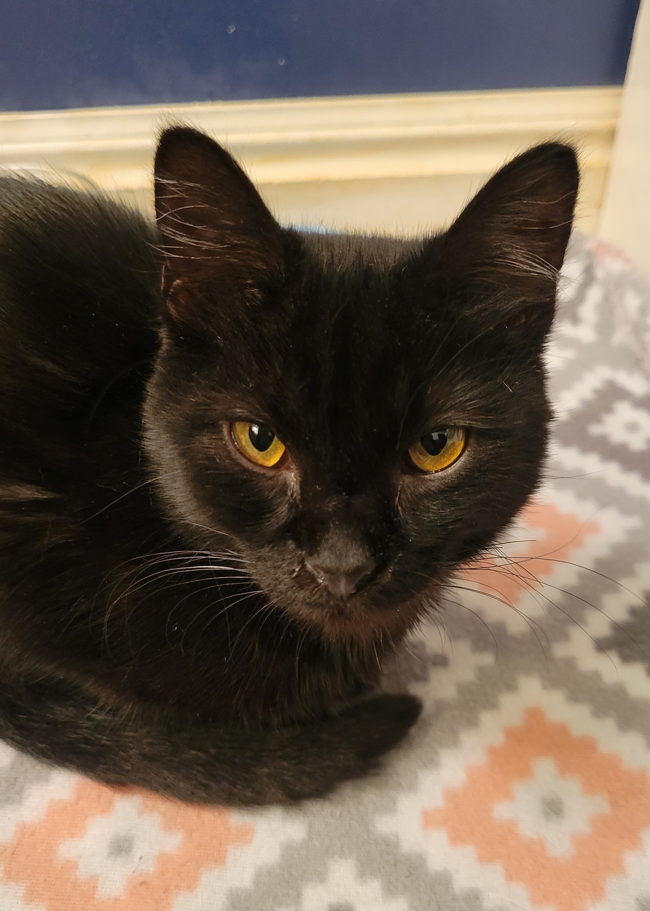 Picture of the Animal Listed