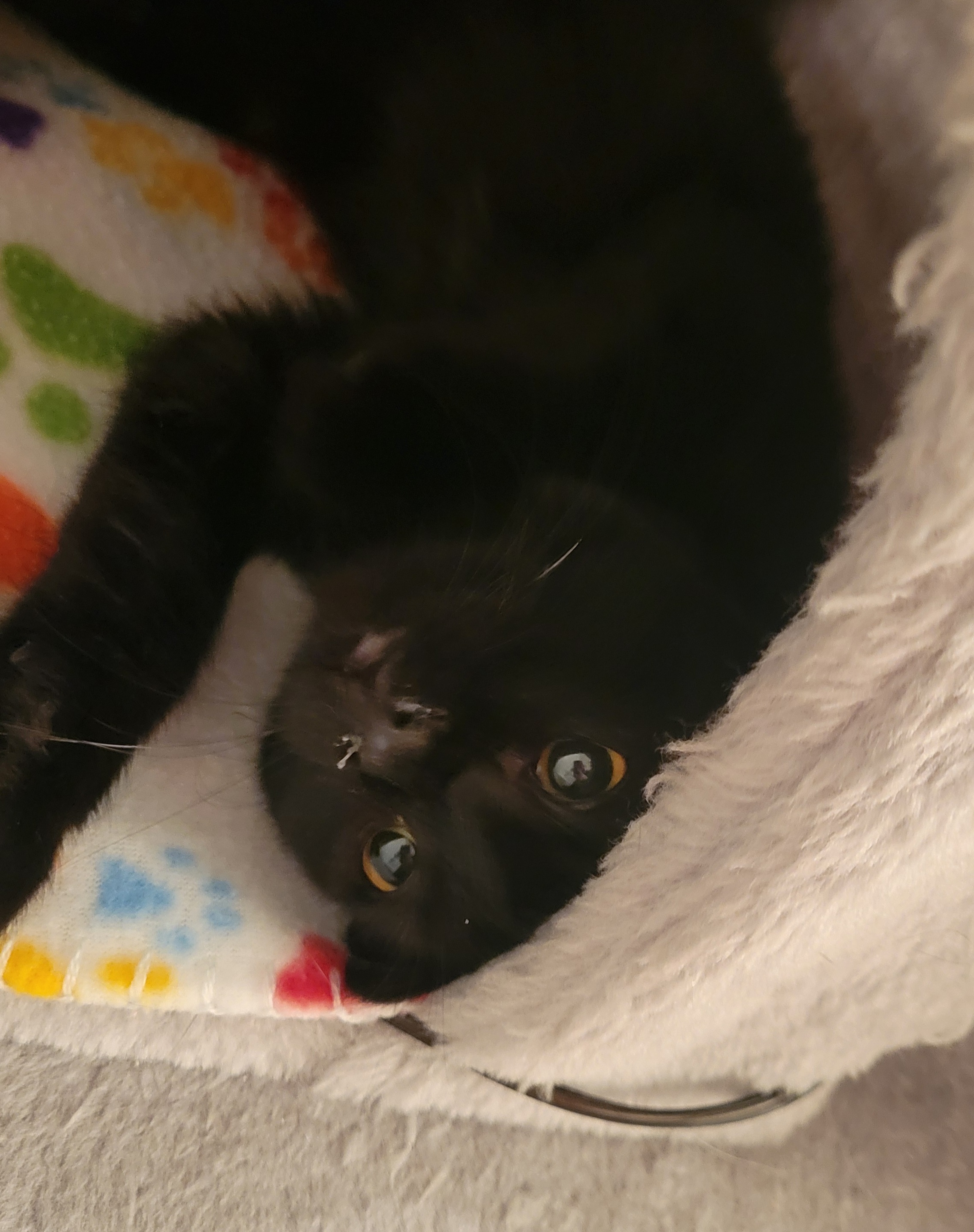 Picture of the Animal Listed