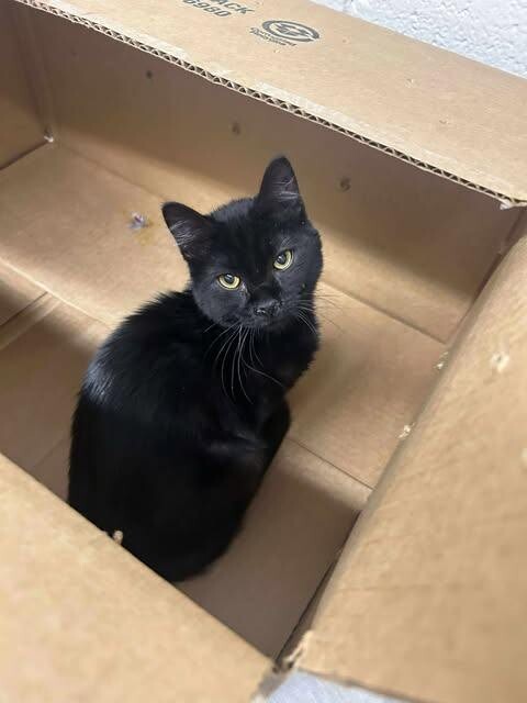 Picture of the Animal Listed