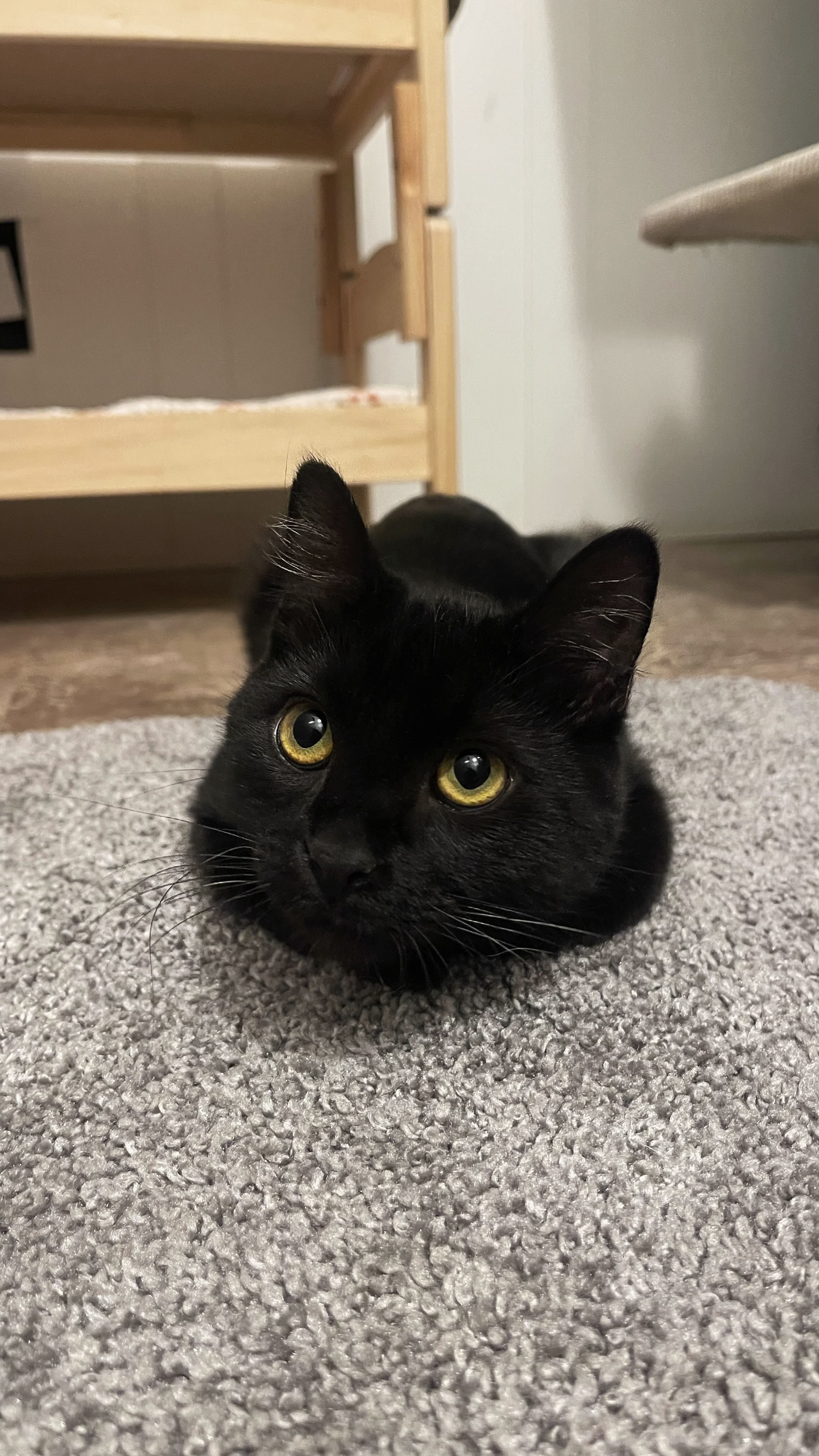 Picture of the Animal Listed