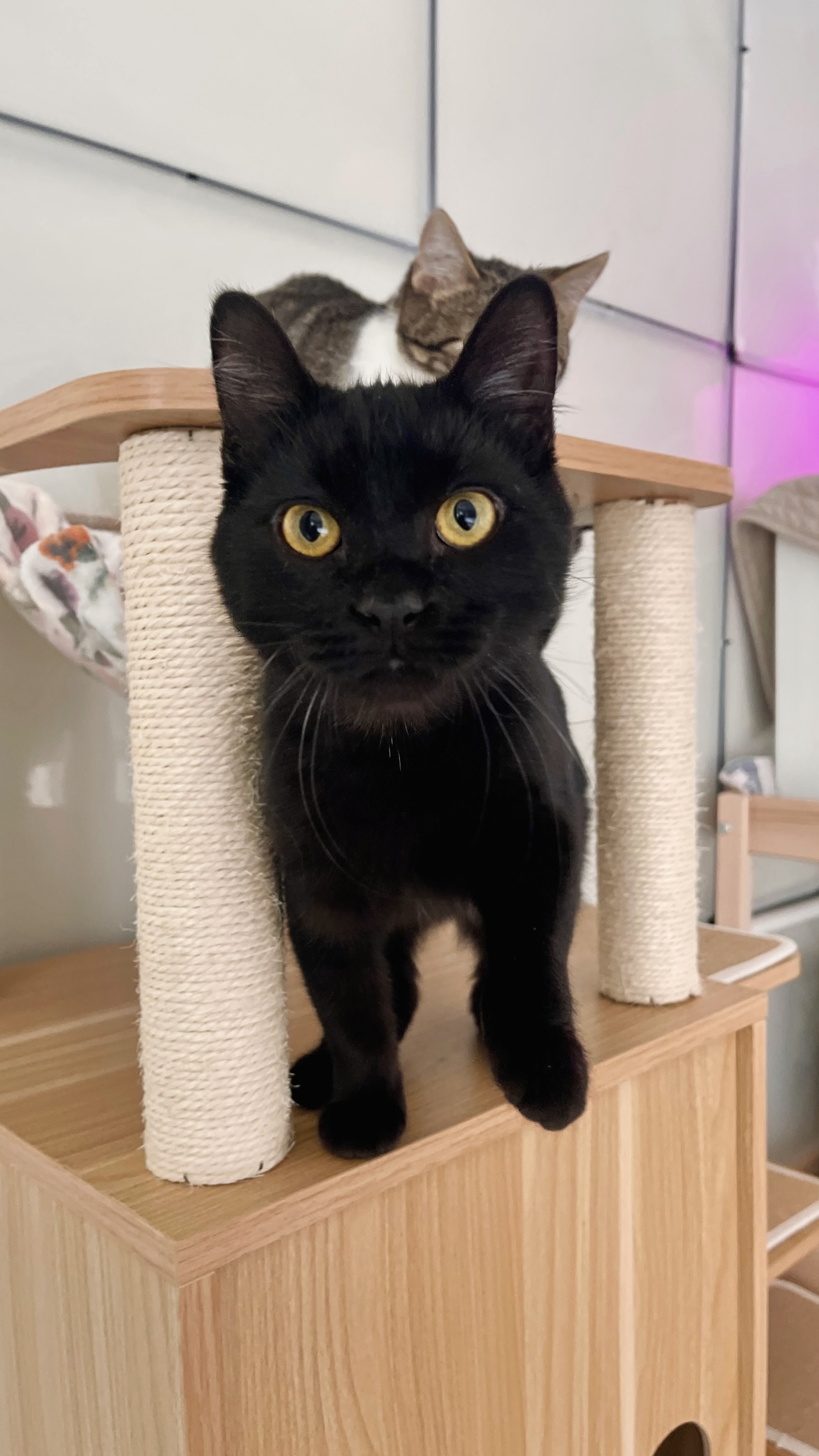 Picture of the Animal Listed