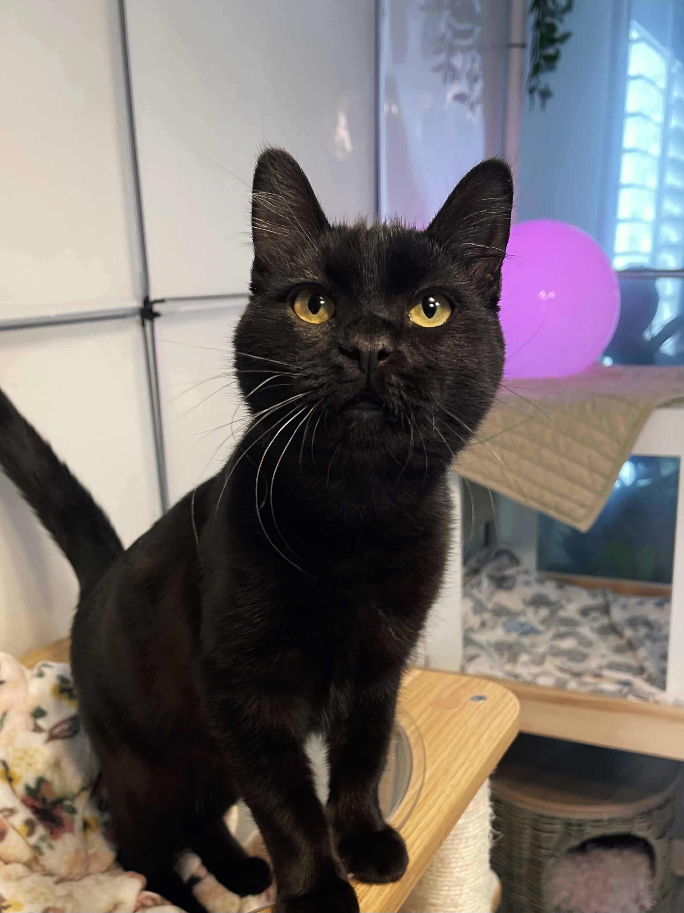 Picture of the Animal Listed