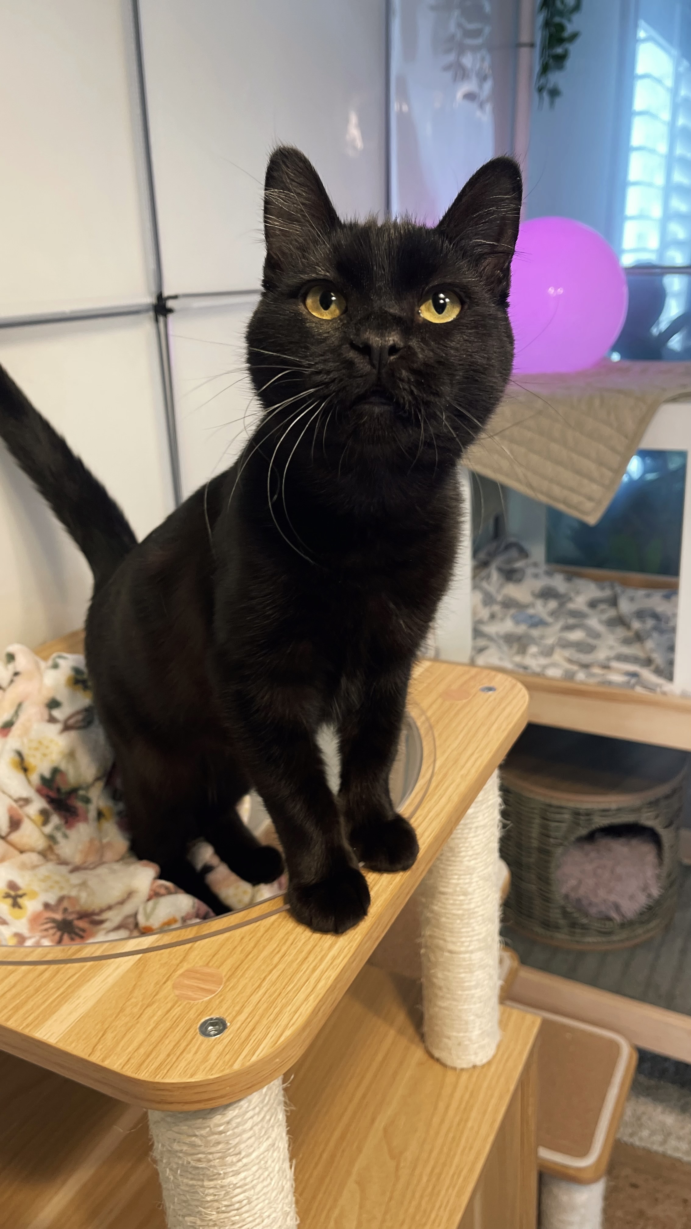 Picture of the Animal Listed