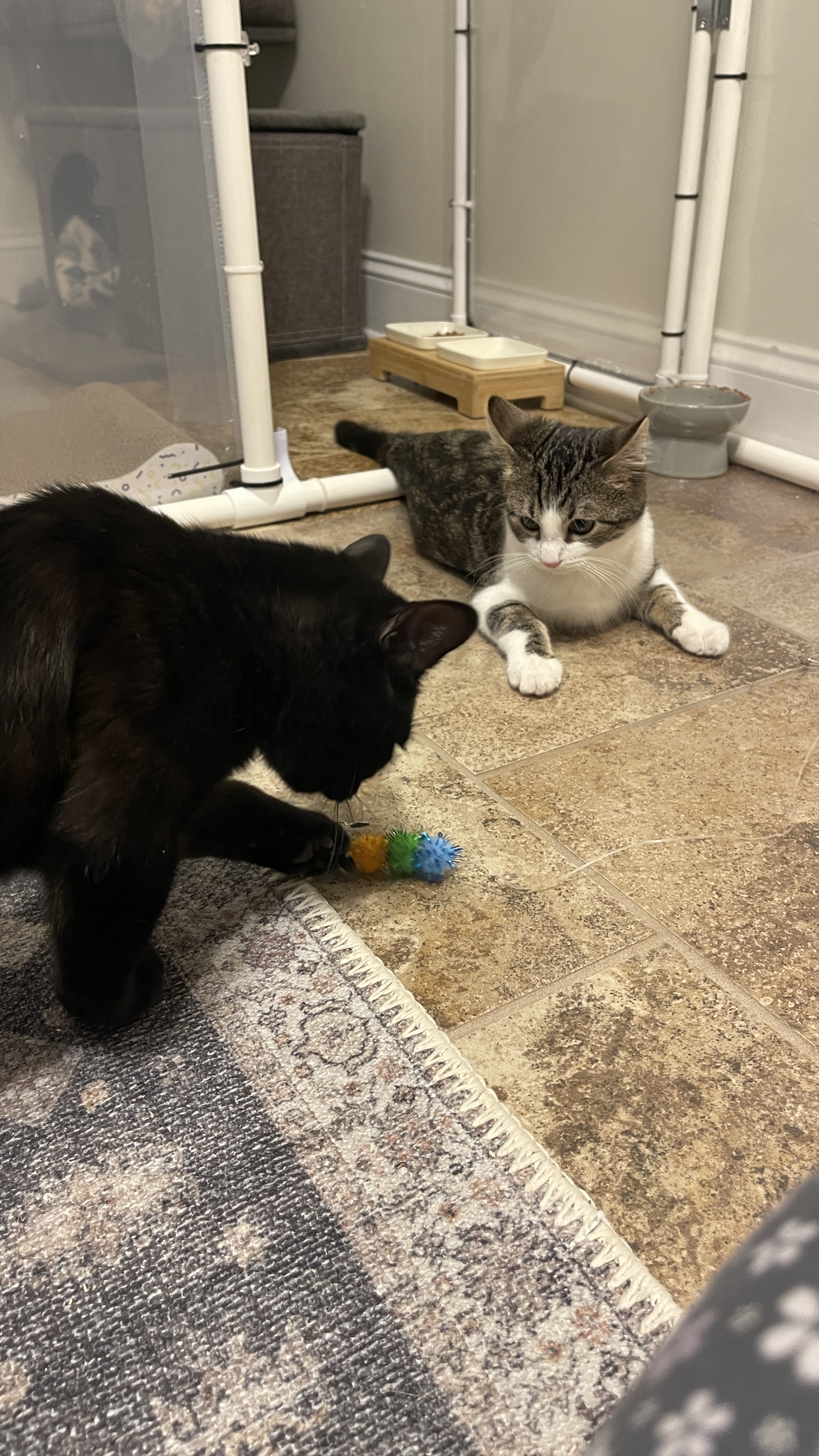 Picture of the Animal Listed