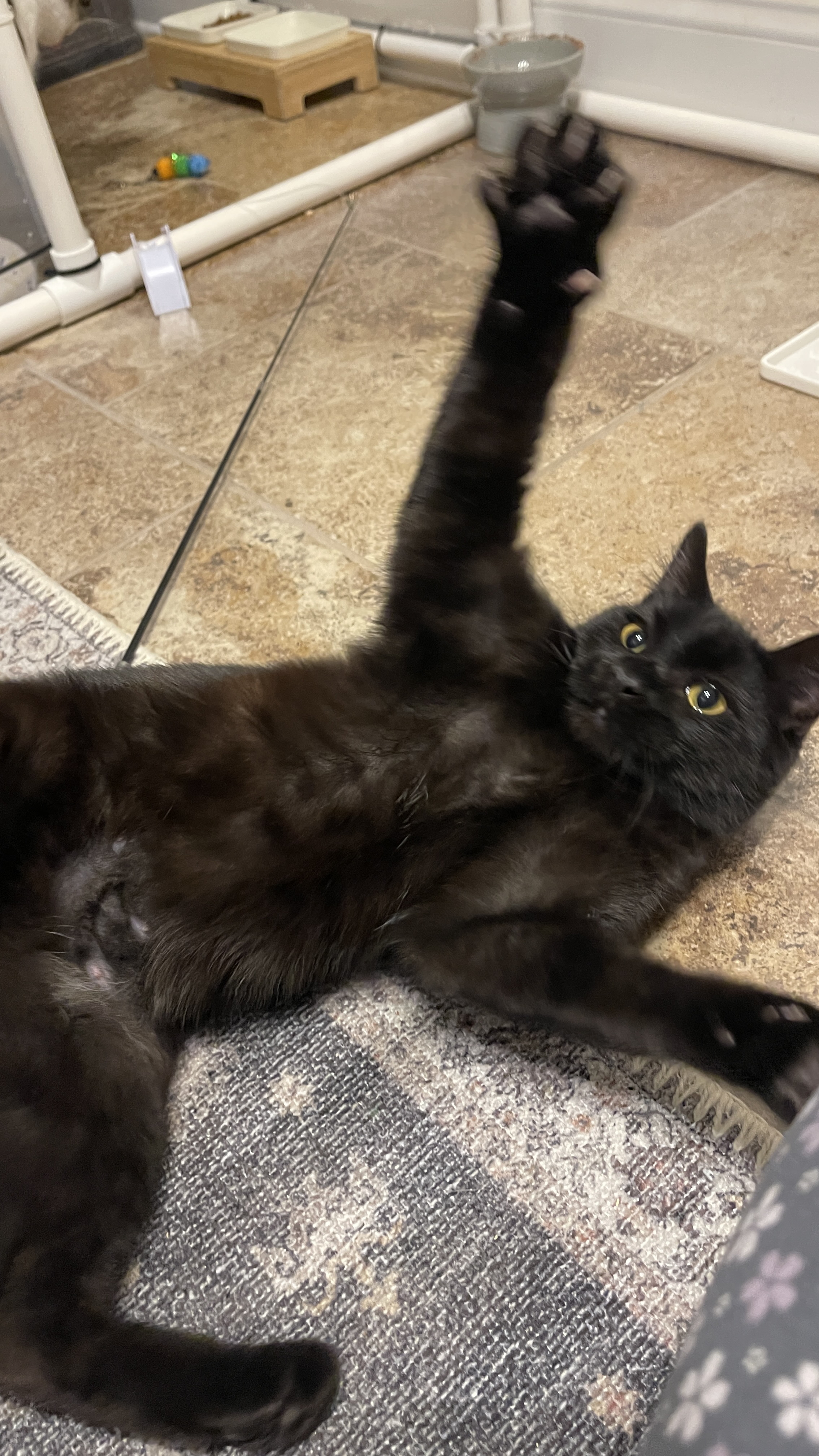 Picture of the Animal Listed