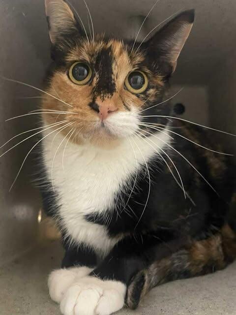 Picture of the Animal Listed