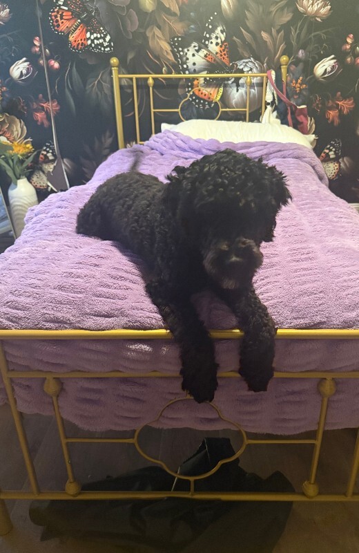 Picture of the Animal Listed