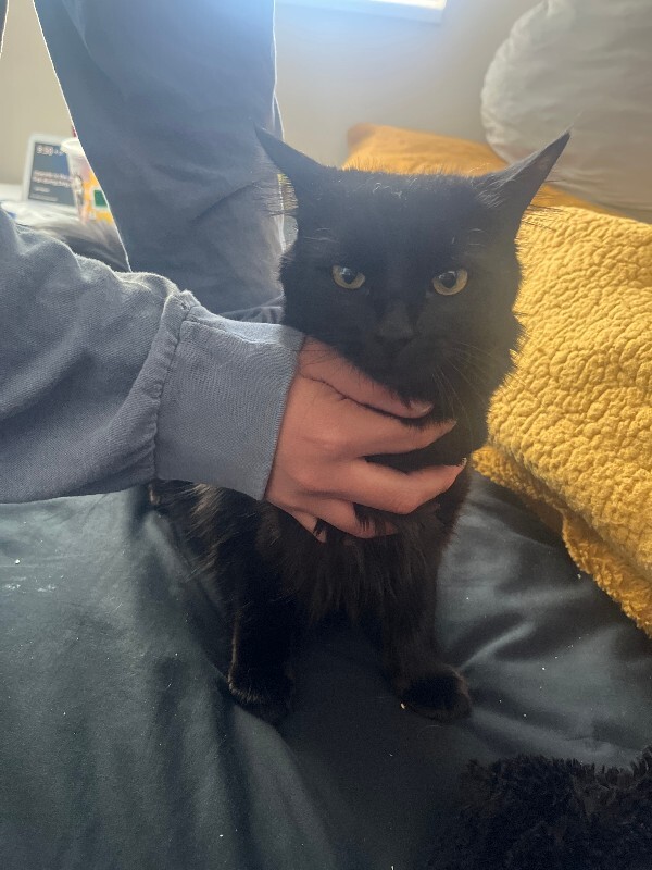 Picture of the Animal Listed