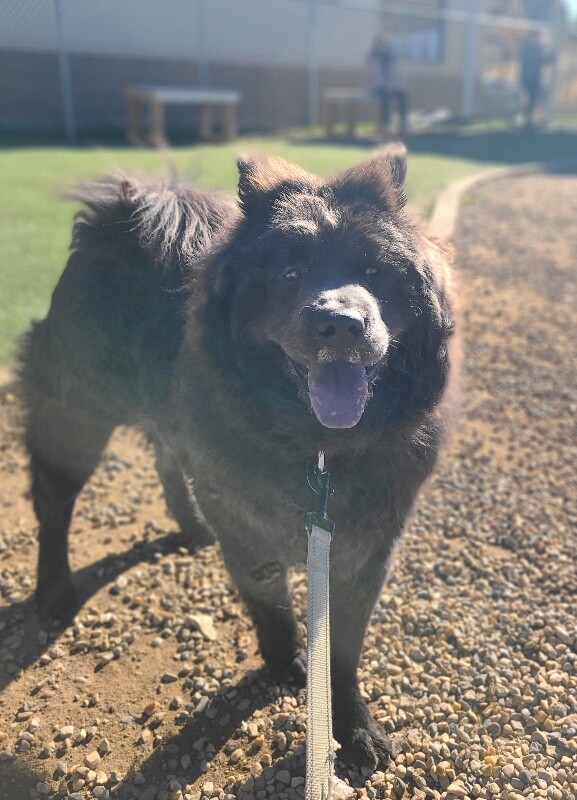 Picture of the Animal Listed