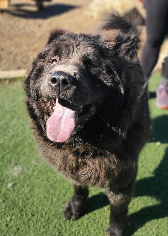 Picture of the Animal Listed