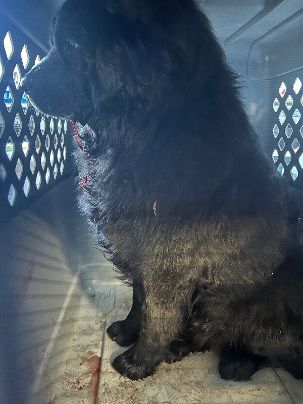 Picture of the Animal Listed