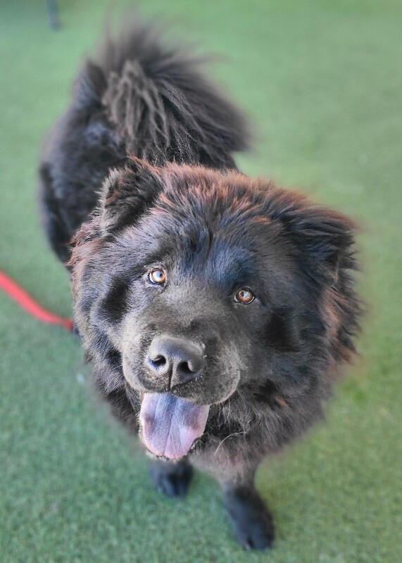 Picture of the Animal Listed