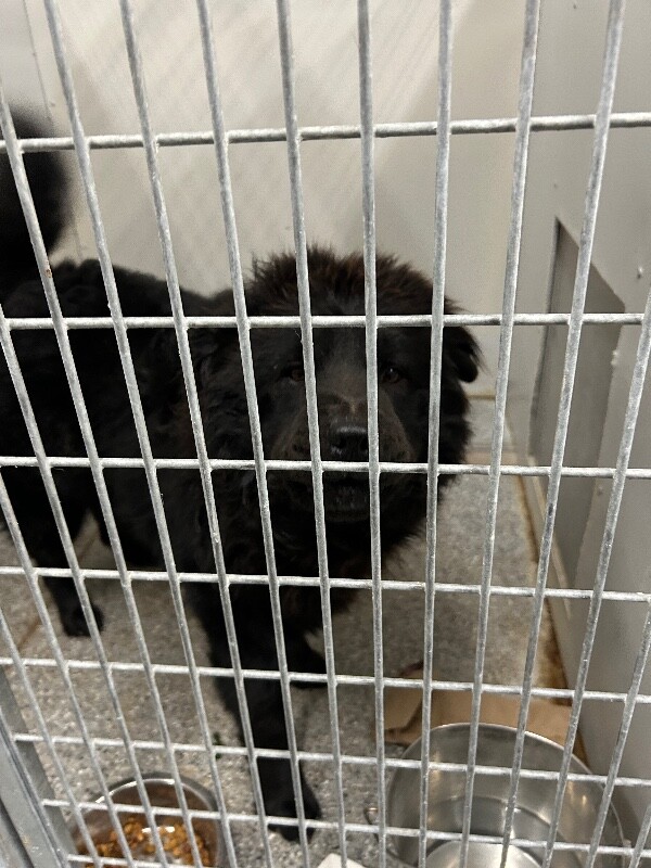 Picture of the Animal Listed