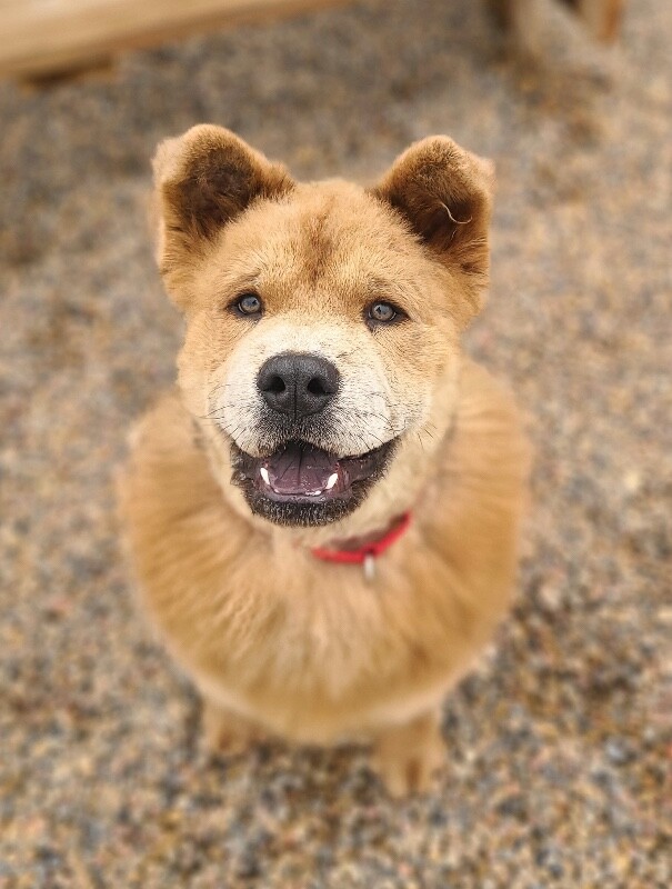 Picture of the Animal Listed