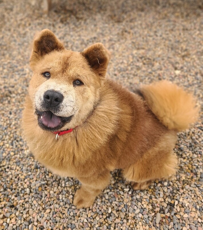 Picture of the Animal Listed