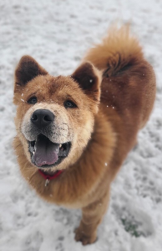 Picture of the Animal Listed