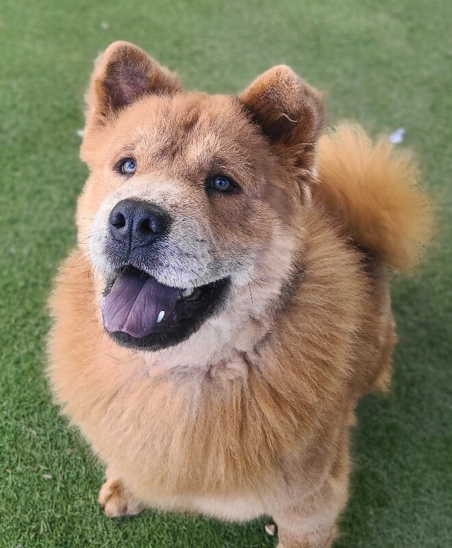 Picture of the Animal Listed