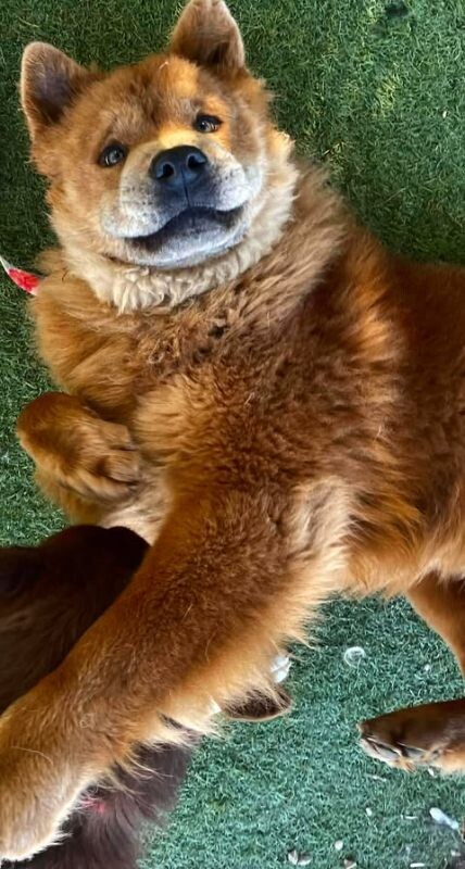 Picture of the Animal Listed