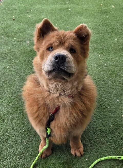 Picture of the Animal Listed