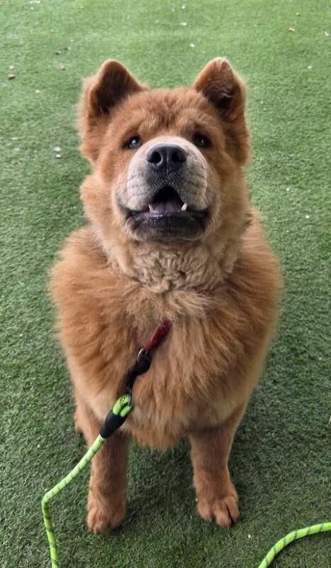 Picture of the Animal Listed