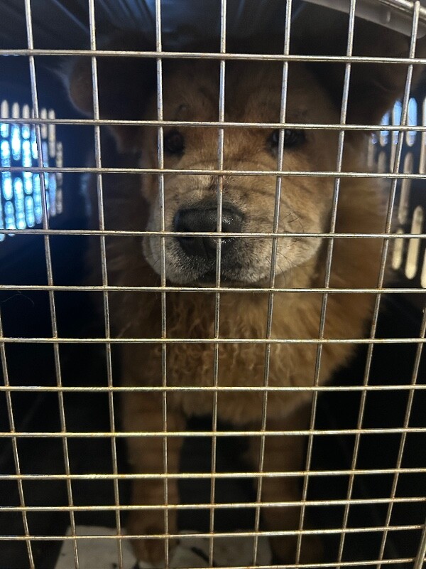 Picture of the Animal Listed