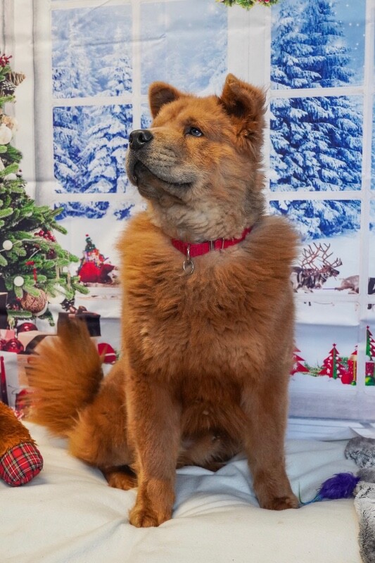 Picture of the Animal Listed