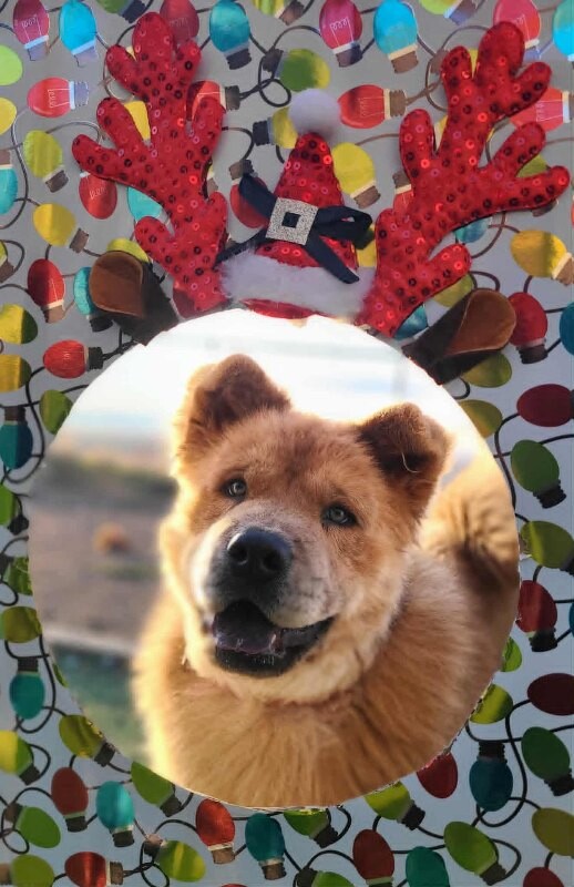 Picture of the Animal Listed