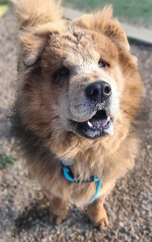 Picture of the Animal Listed