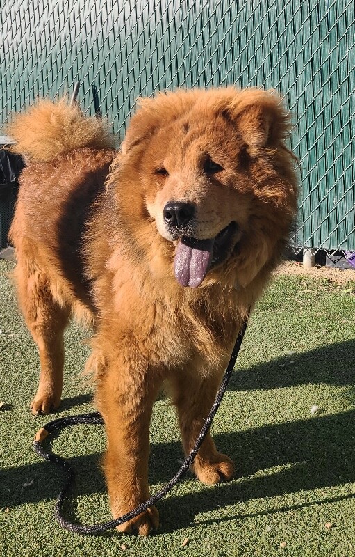 Picture of the Animal Listed