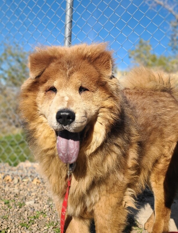 Picture of the Animal Listed