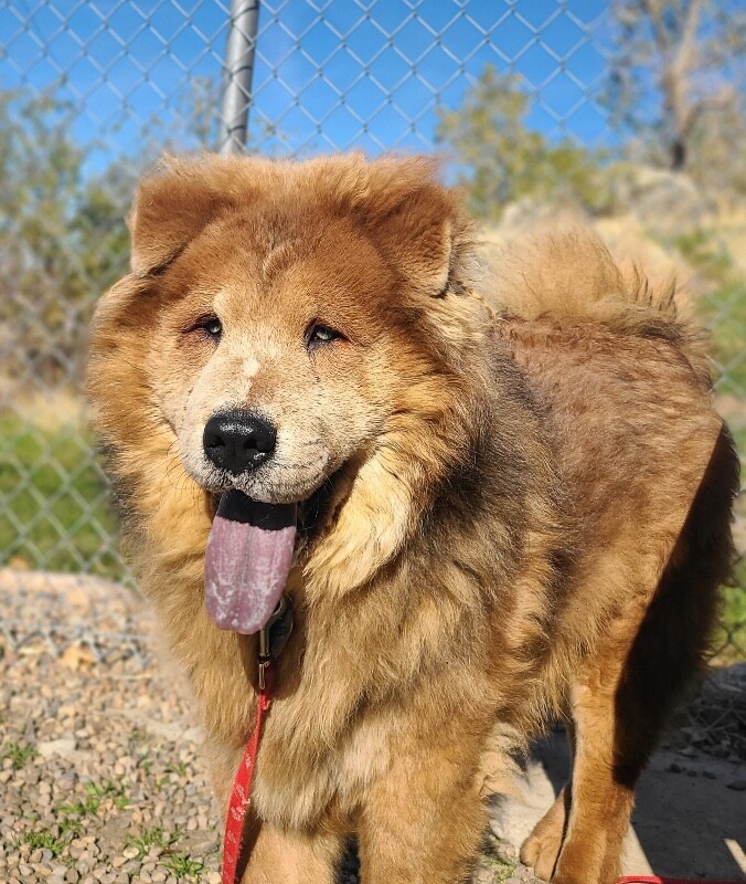 Picture of the Animal Listed