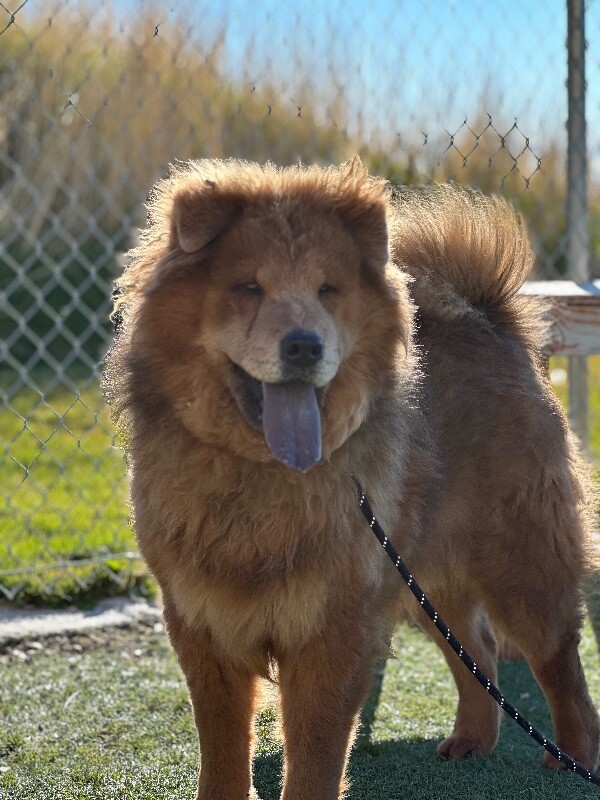 Picture of the Animal Listed