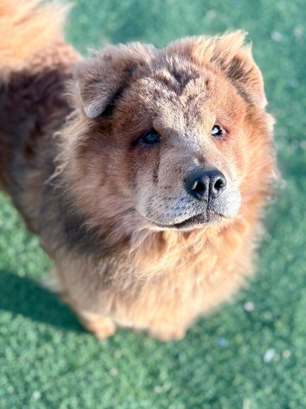 Picture of the Animal Listed