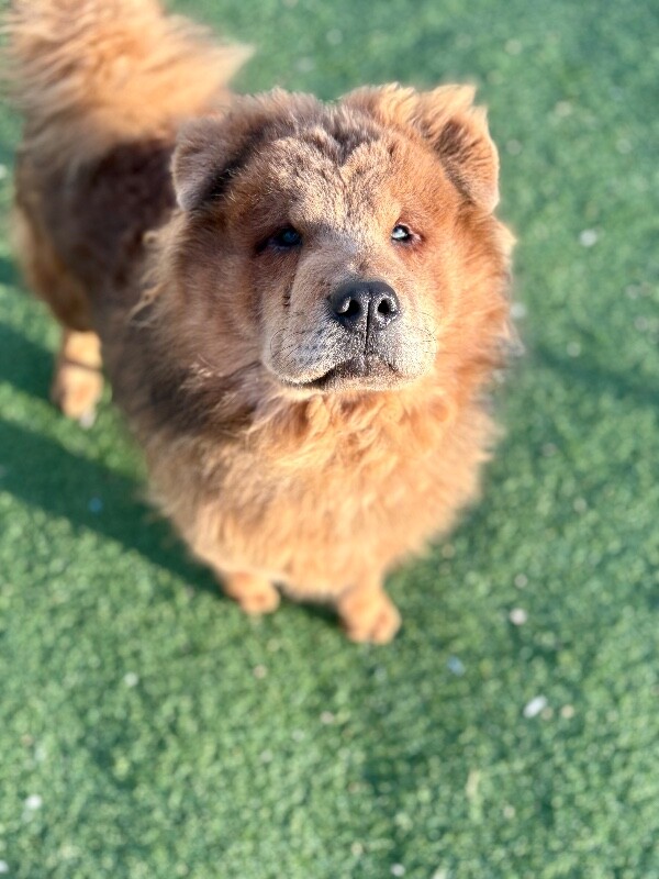 Picture of the Animal Listed