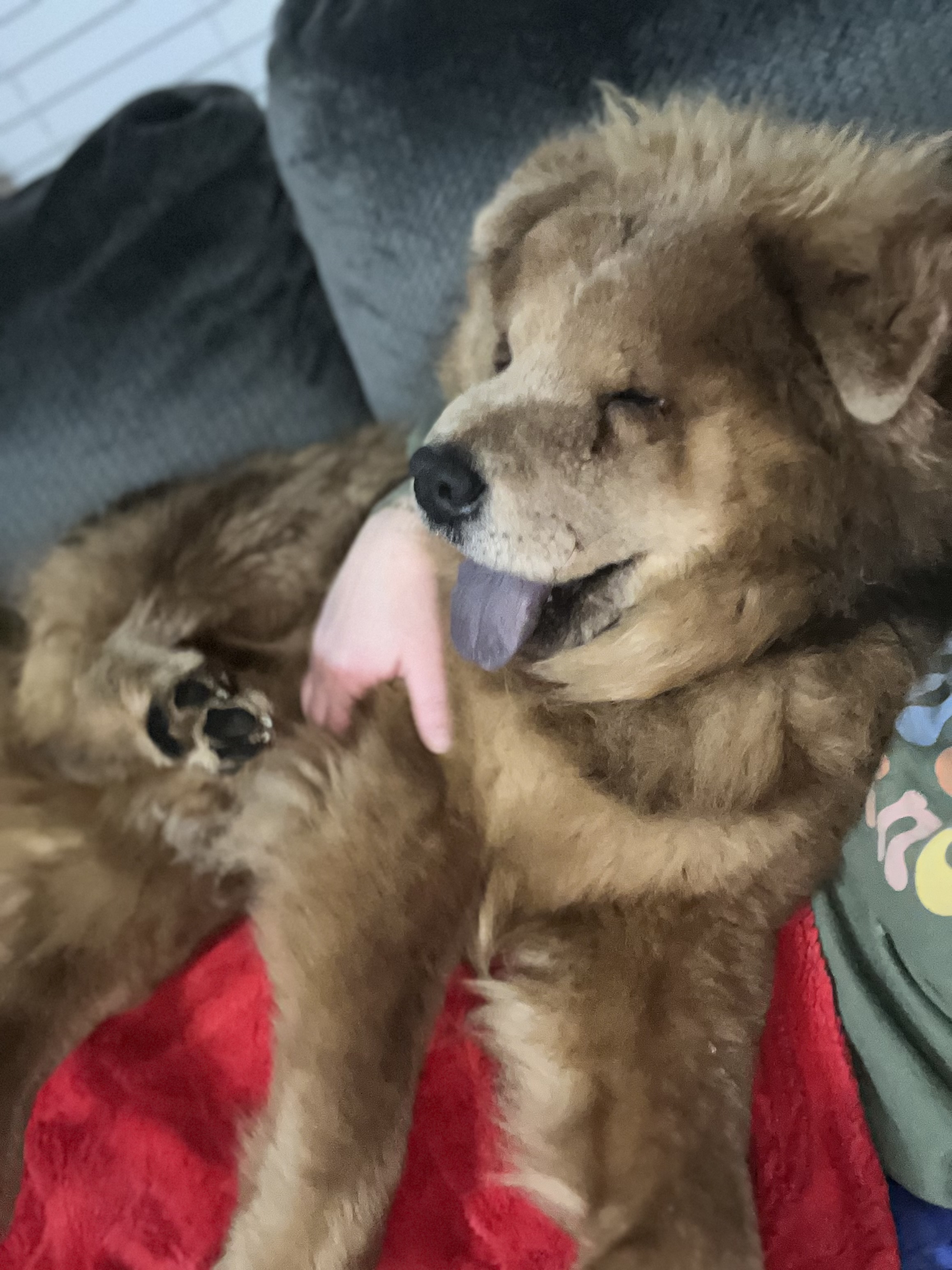 Picture of the Animal Listed