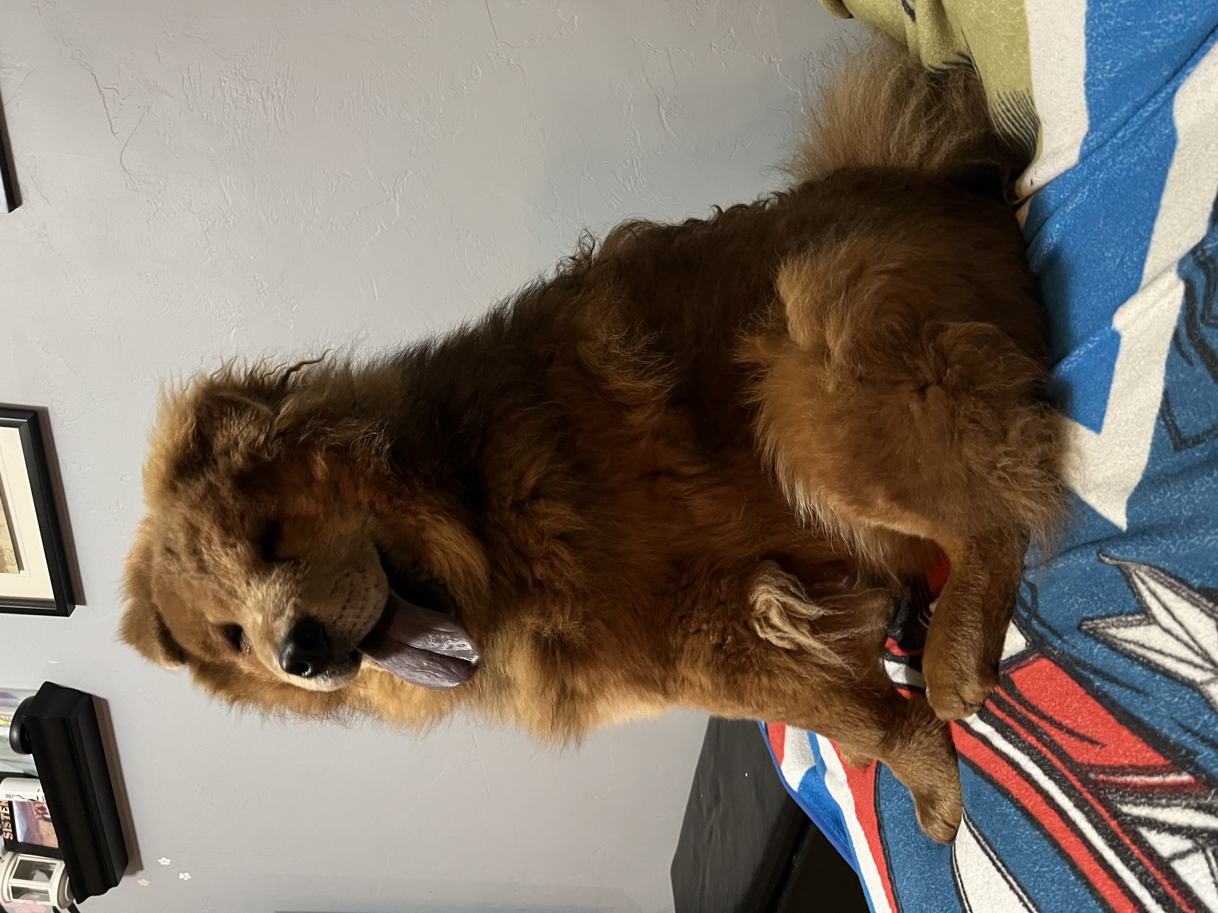 Picture of the Animal Listed