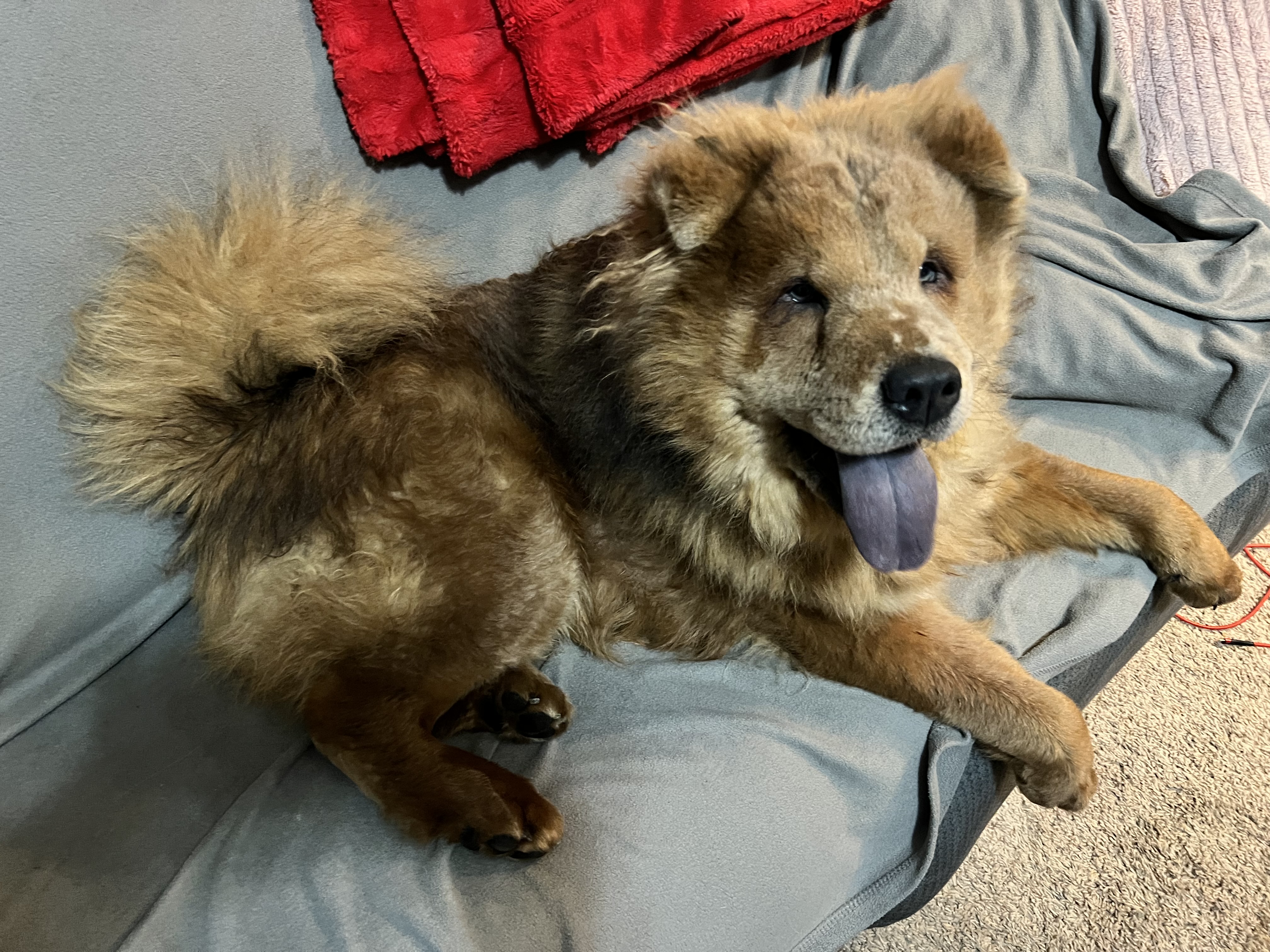 Picture of the Animal Listed