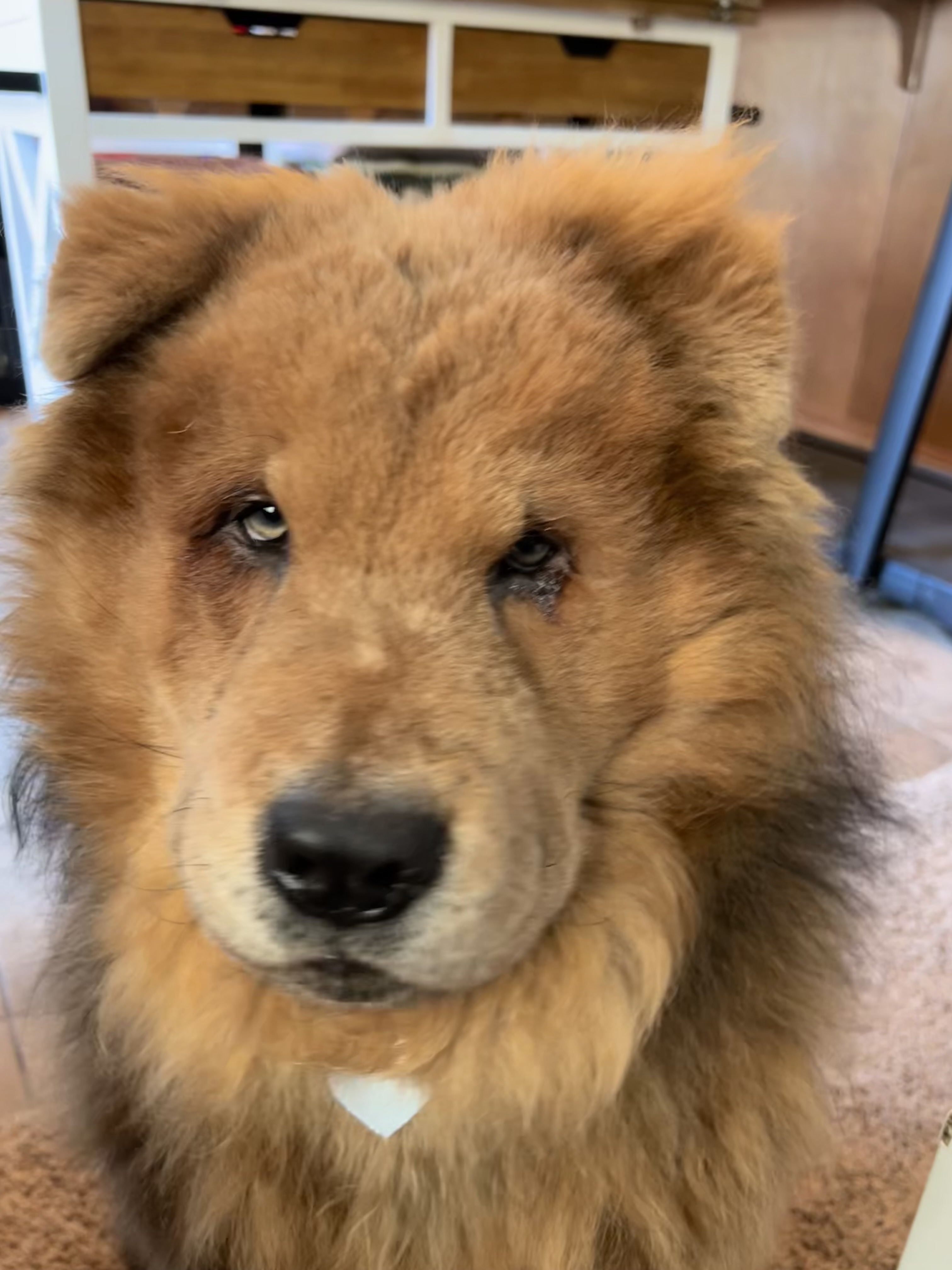 Picture of the Animal Listed