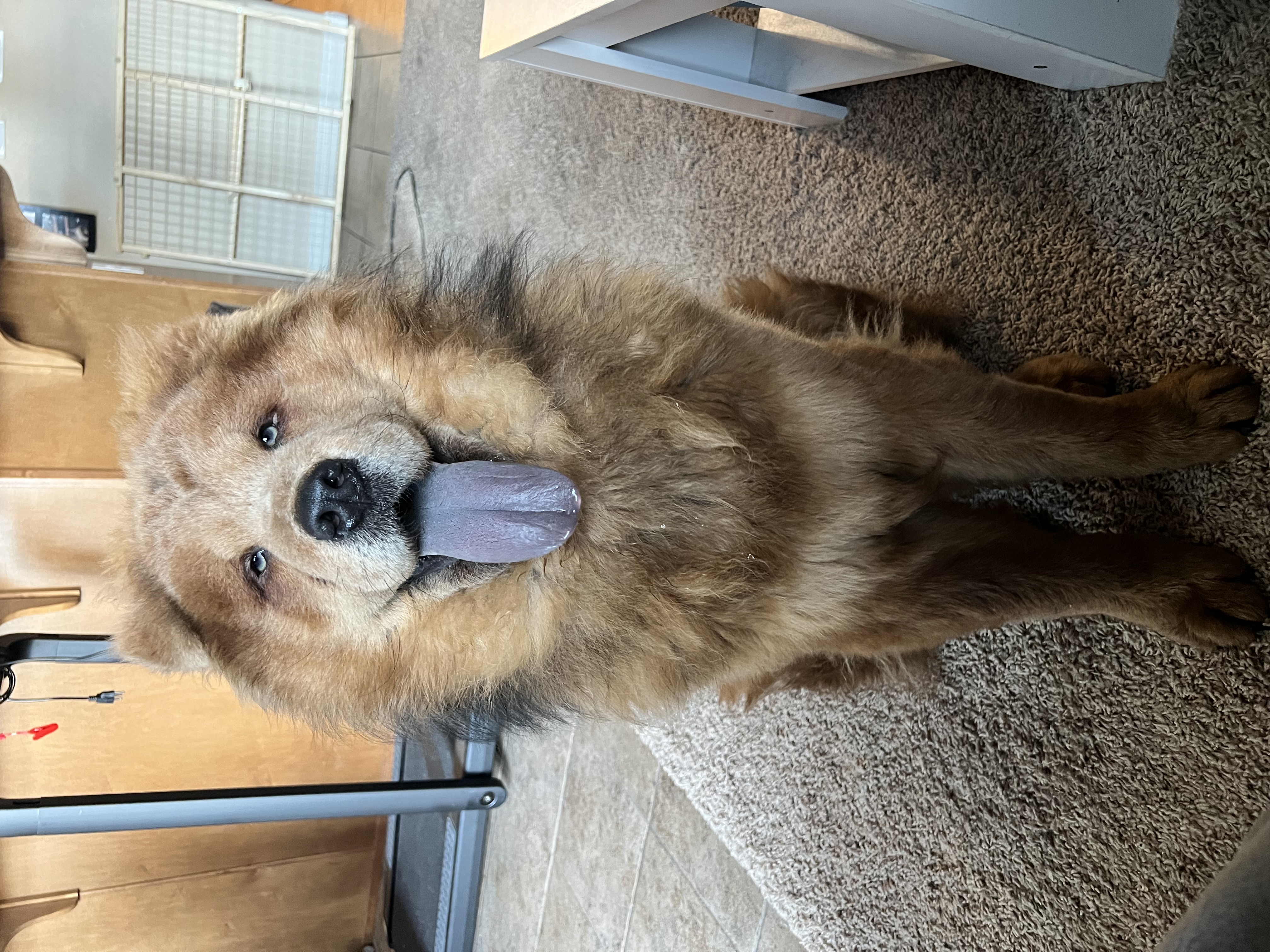 Picture of the Animal Listed