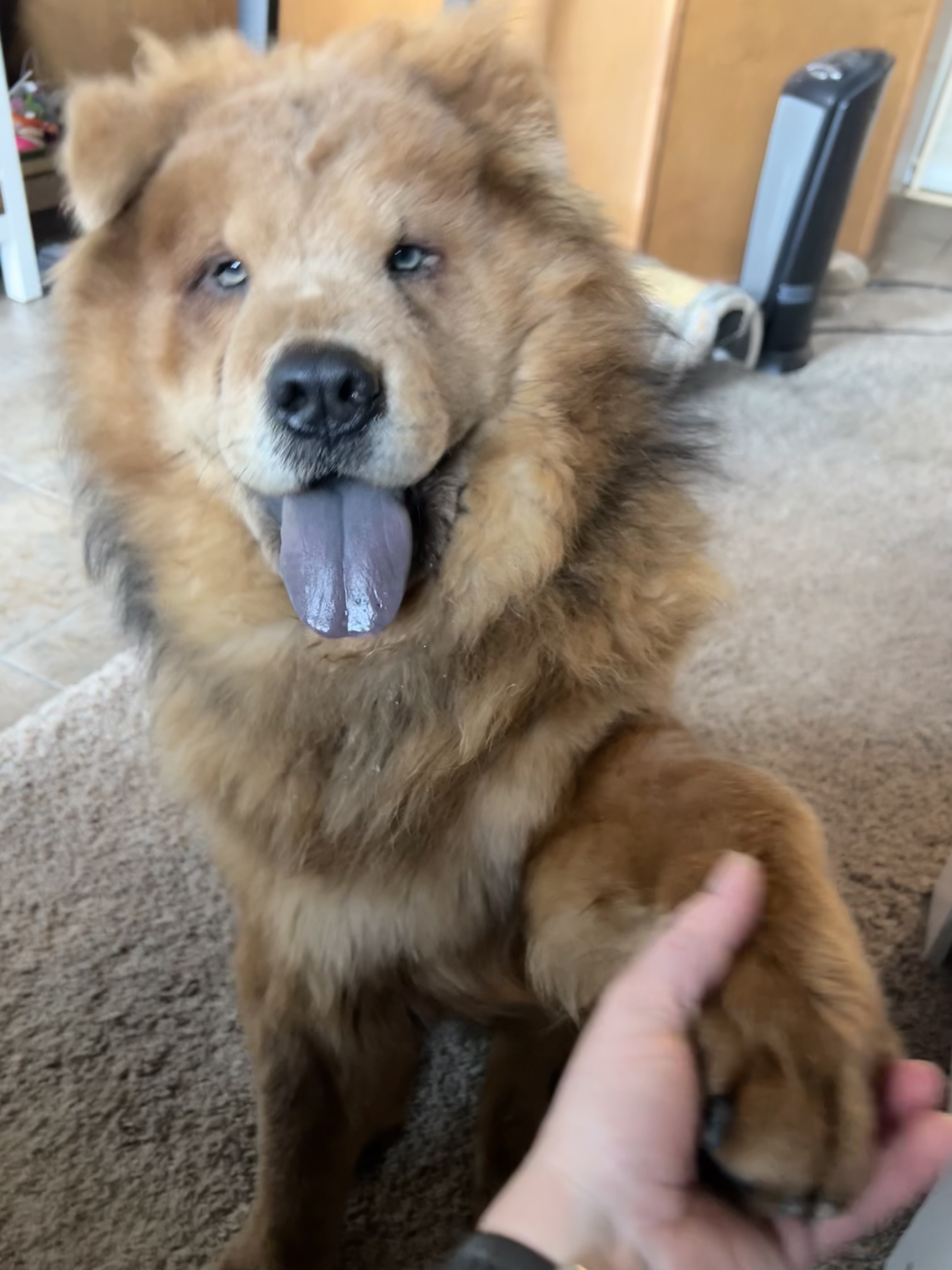 Picture of the Animal Listed