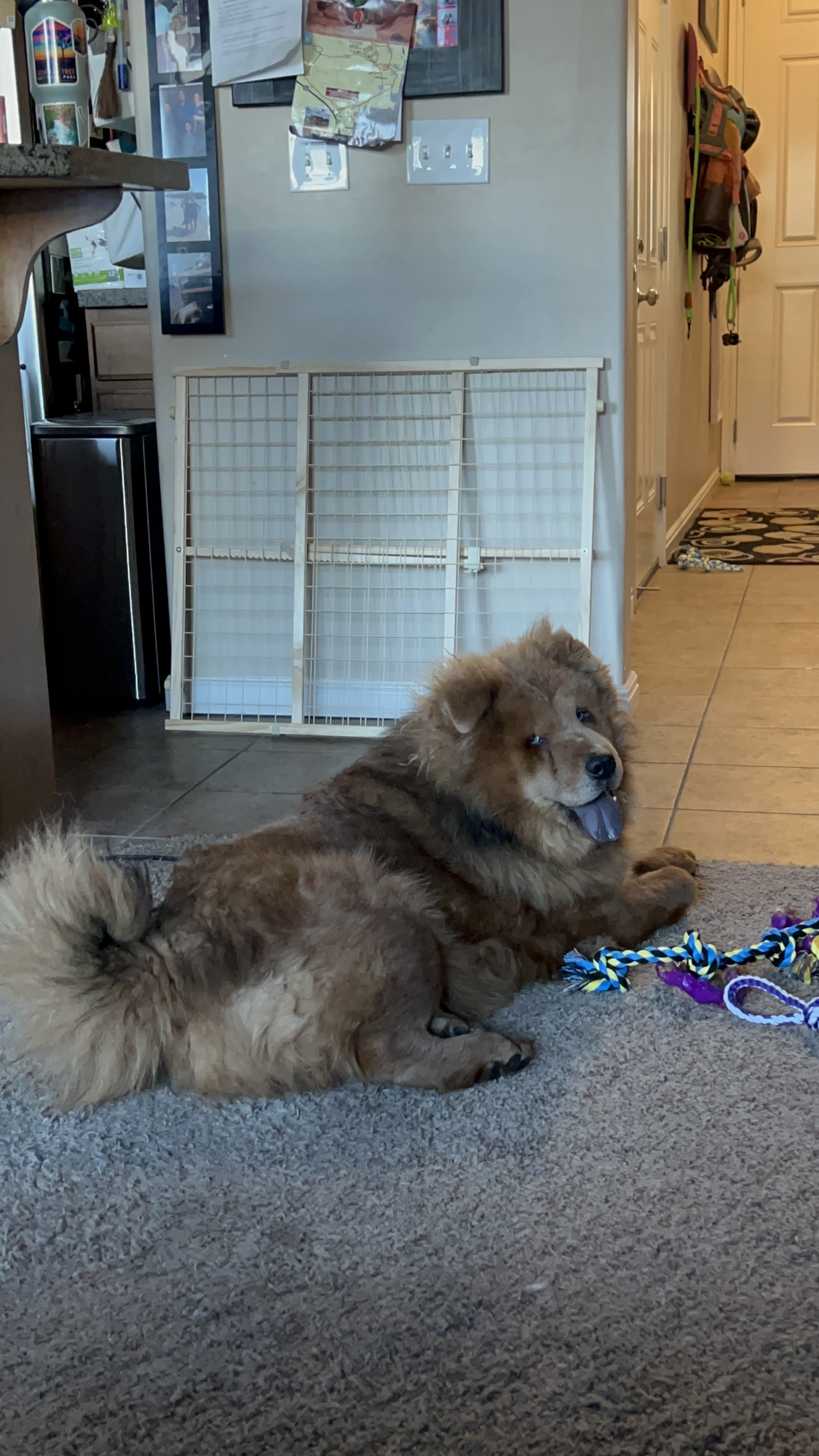 Picture of the Animal Listed