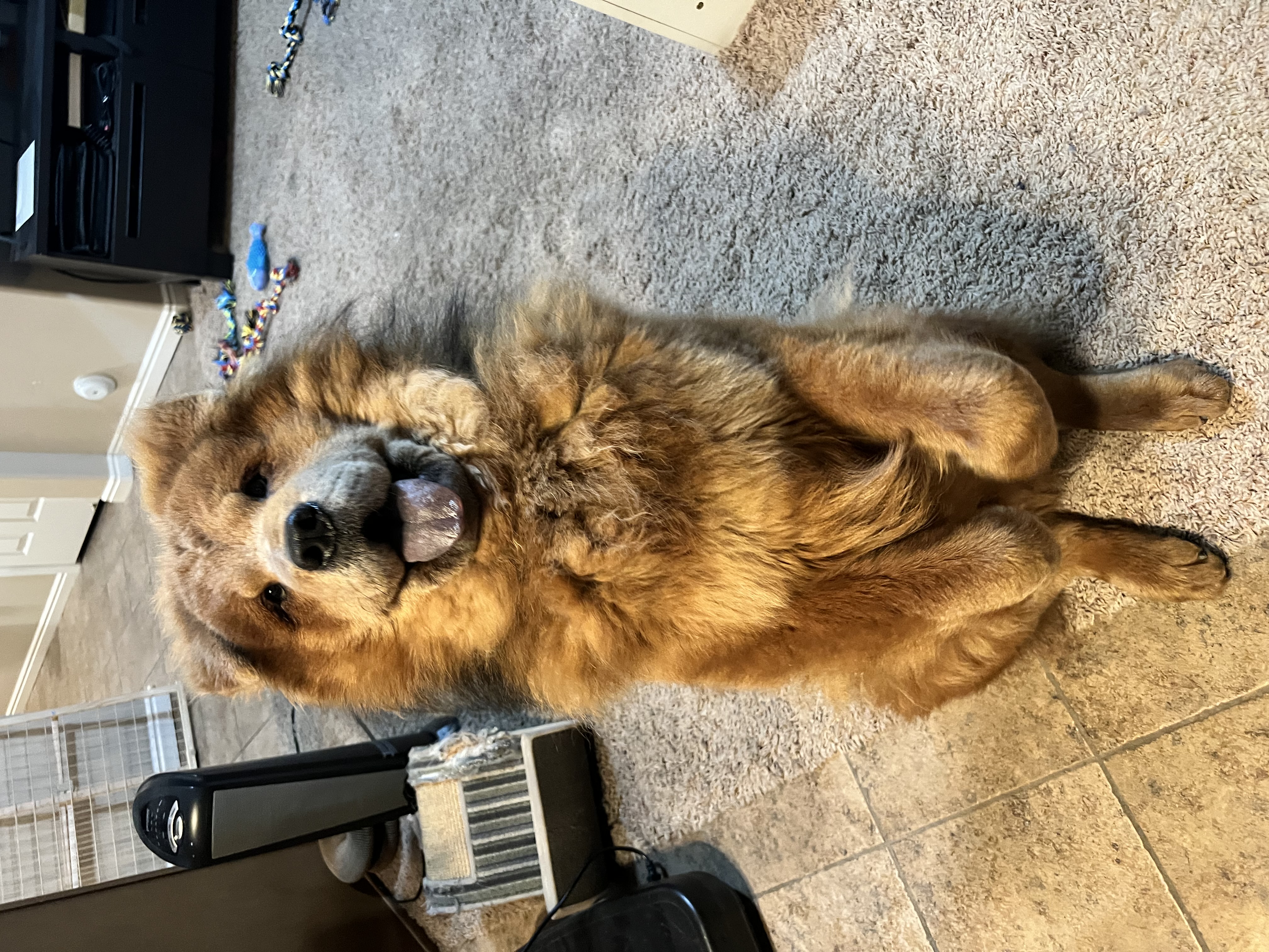 Picture of the Animal Listed