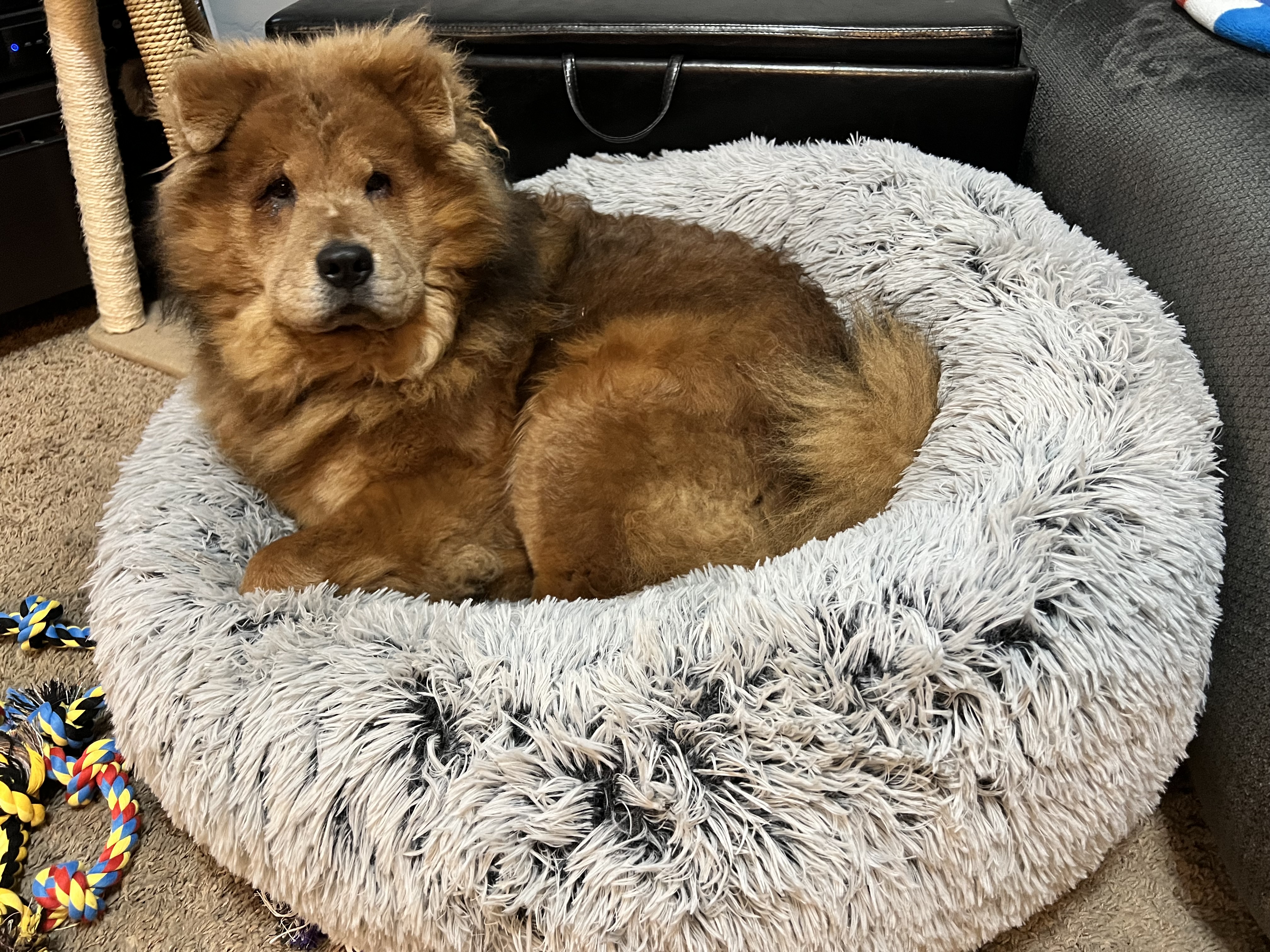 Picture of the Animal Listed