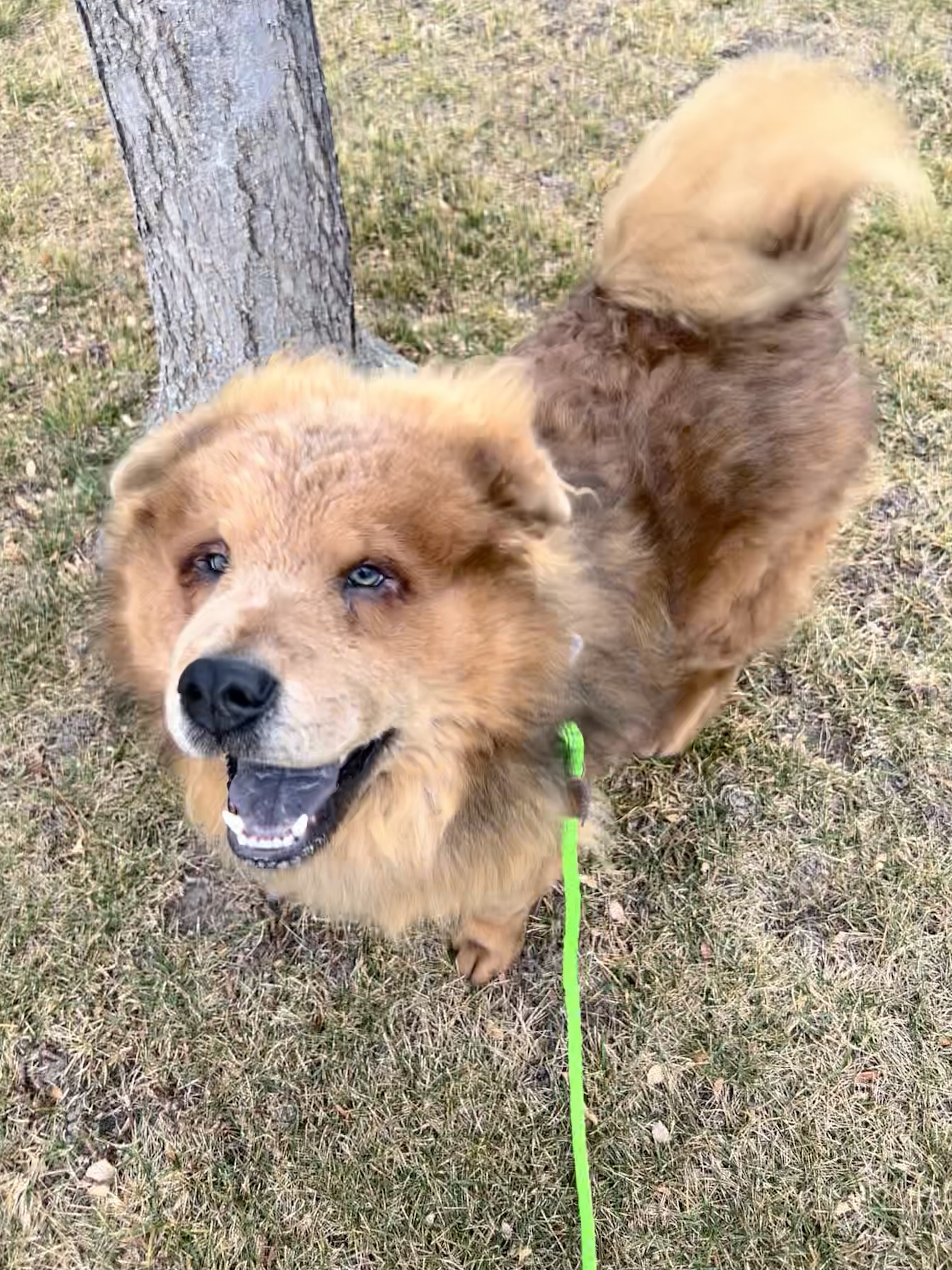 Picture of the Animal Listed