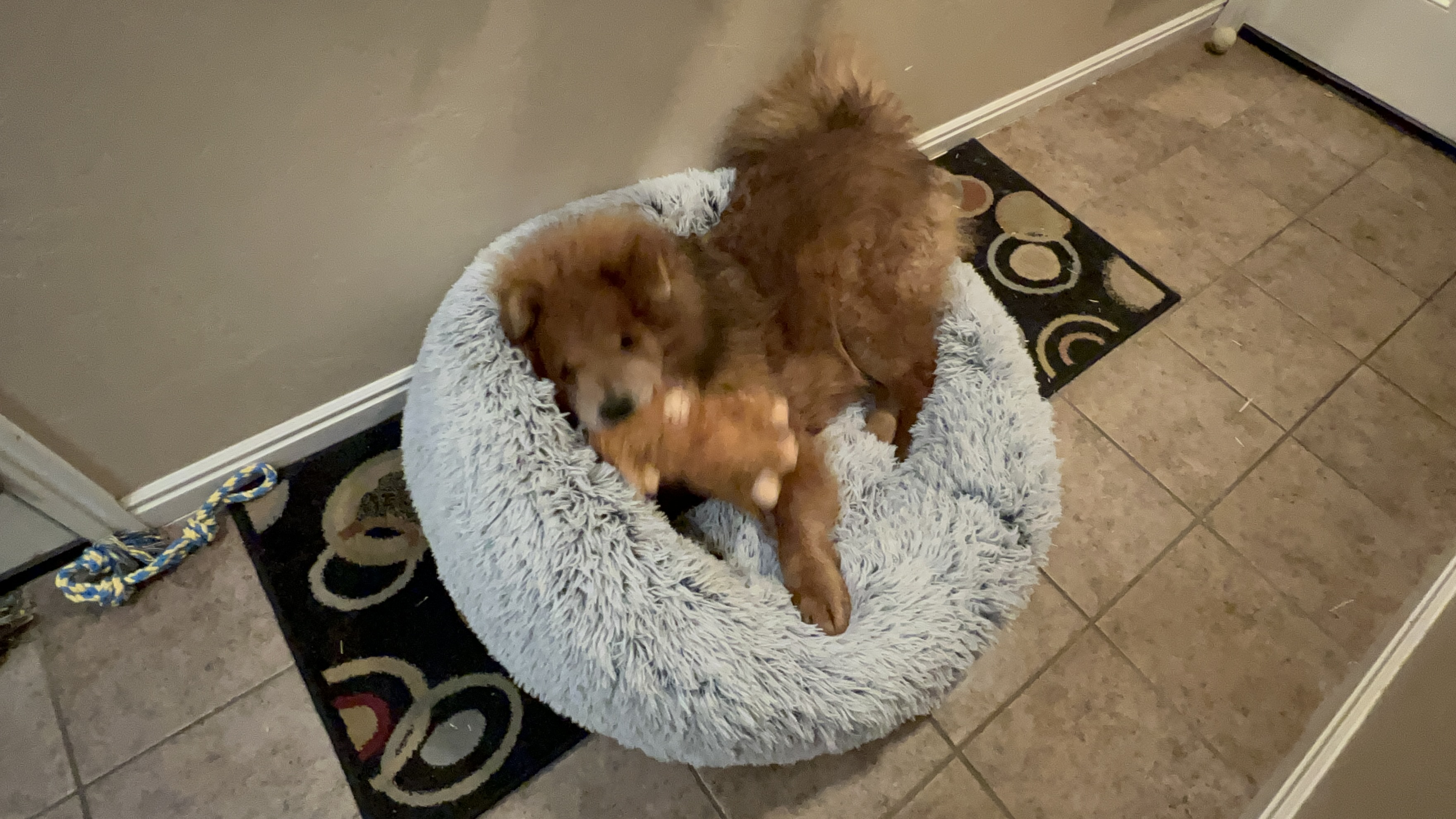 Picture of the Animal Listed