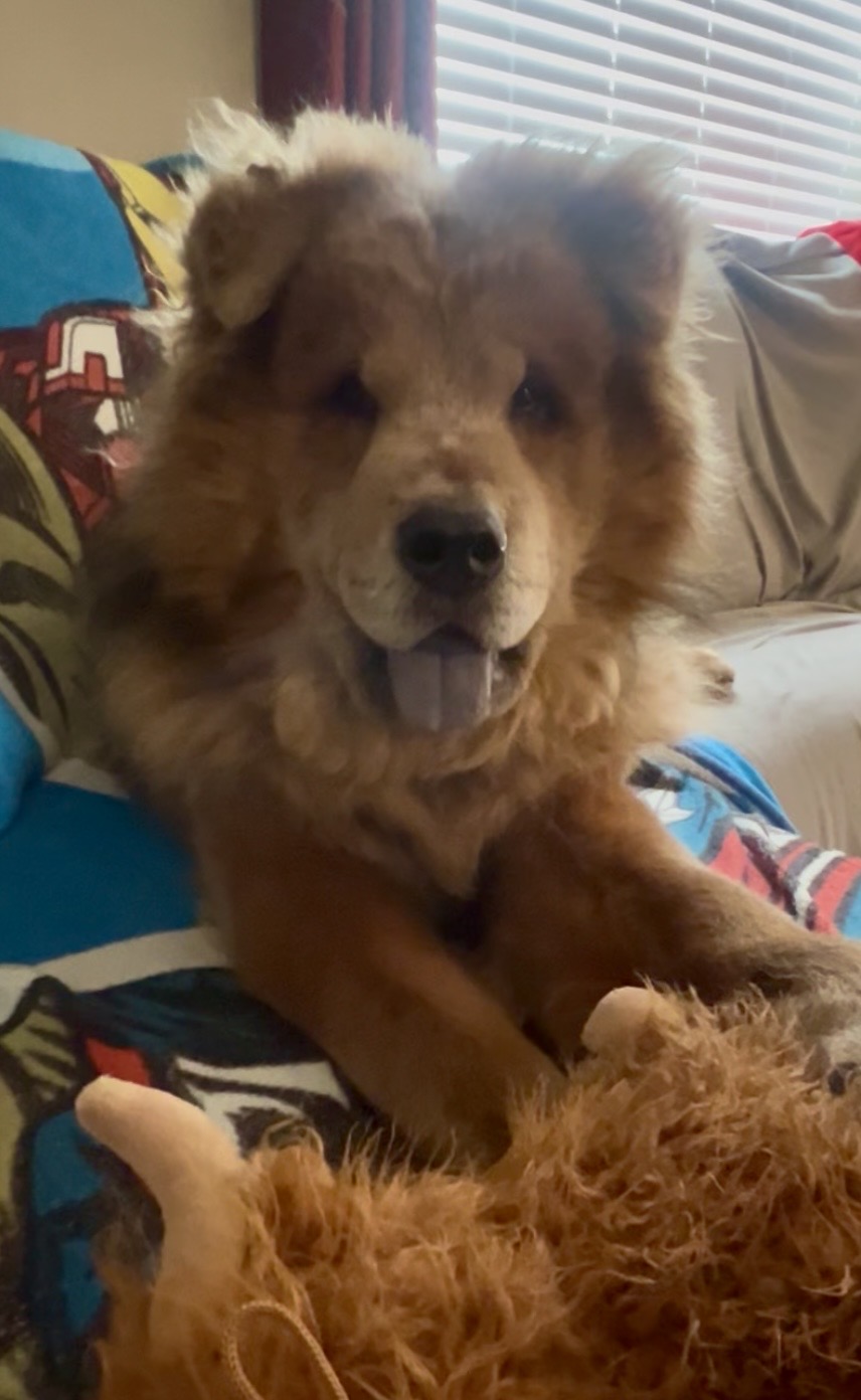 Picture of the Animal Listed