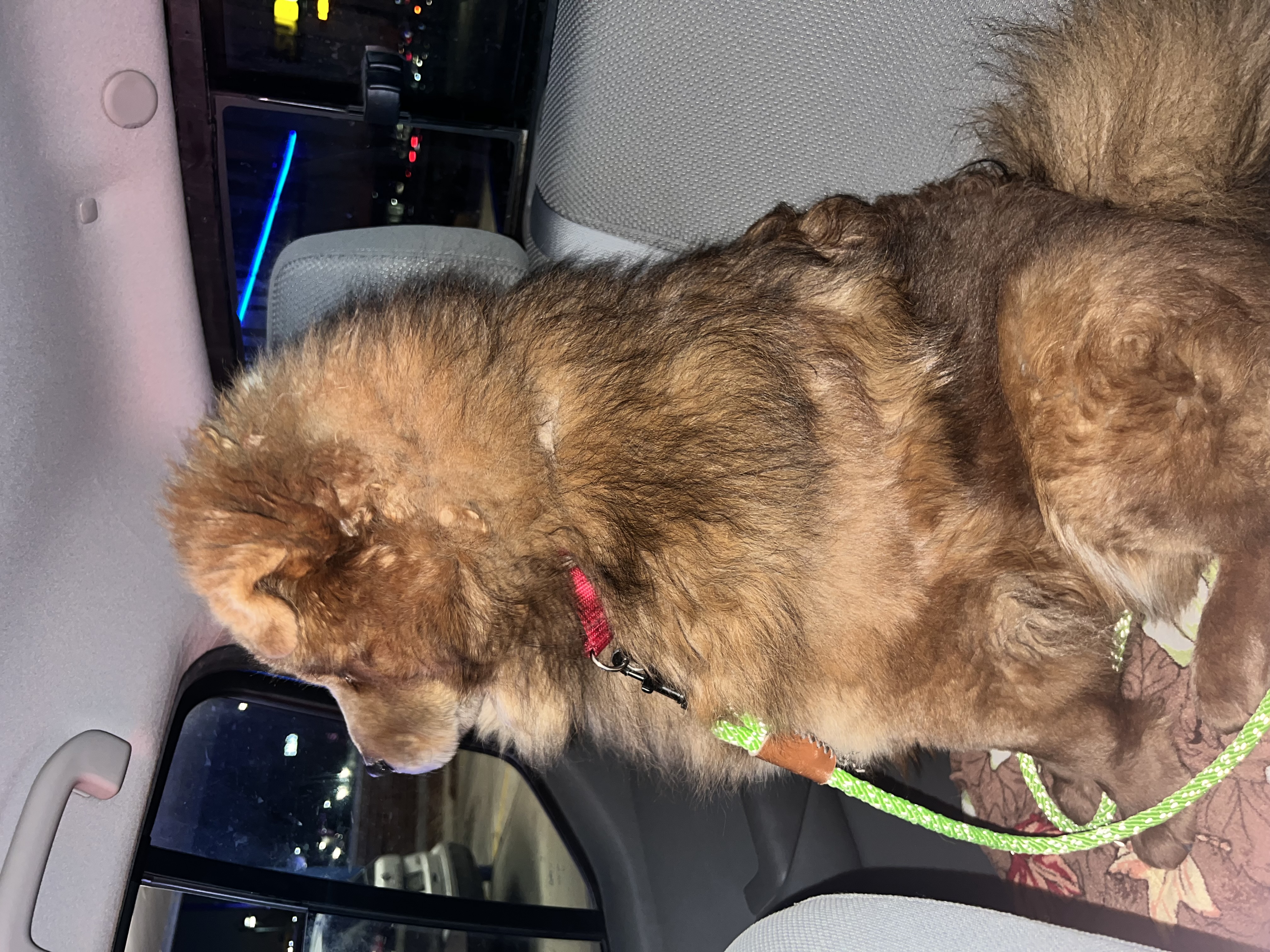 Picture of the Animal Listed